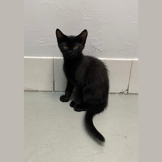Photo of Buttercup