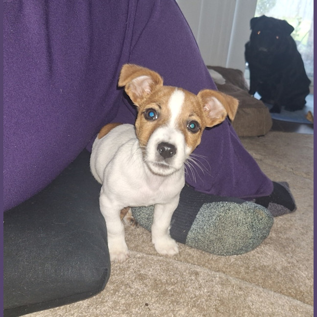 Photo of Henry
