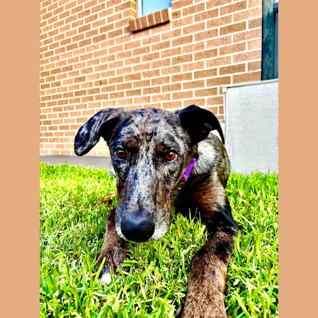 Photo of Ace