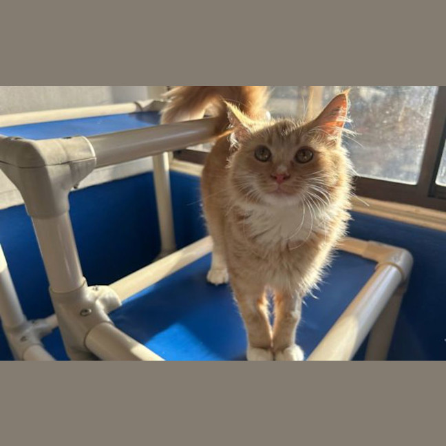 Photo of Juno