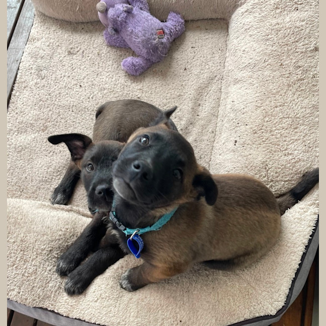 Photo of Bear   12 Wk Old Cattle Dog X  (On Trial 10/9/24)