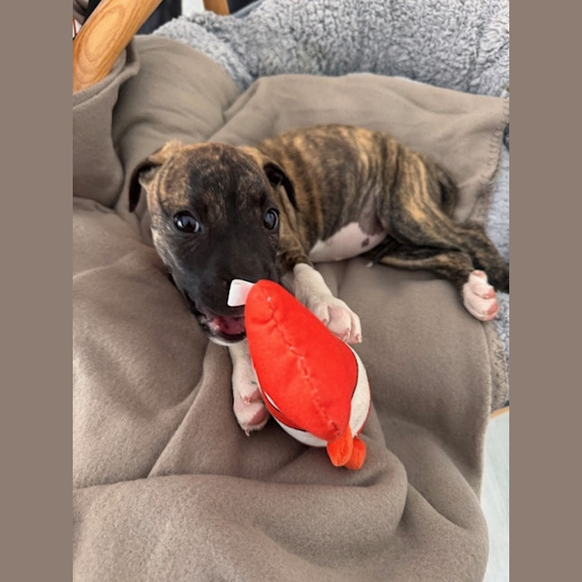 Photo of Luna   9 Week Old Ridgeback X