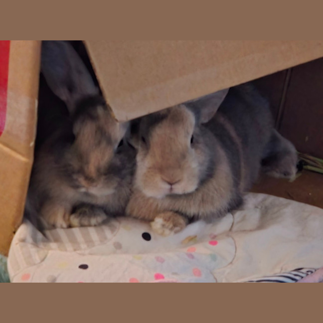 Photo of Qutie & Quince