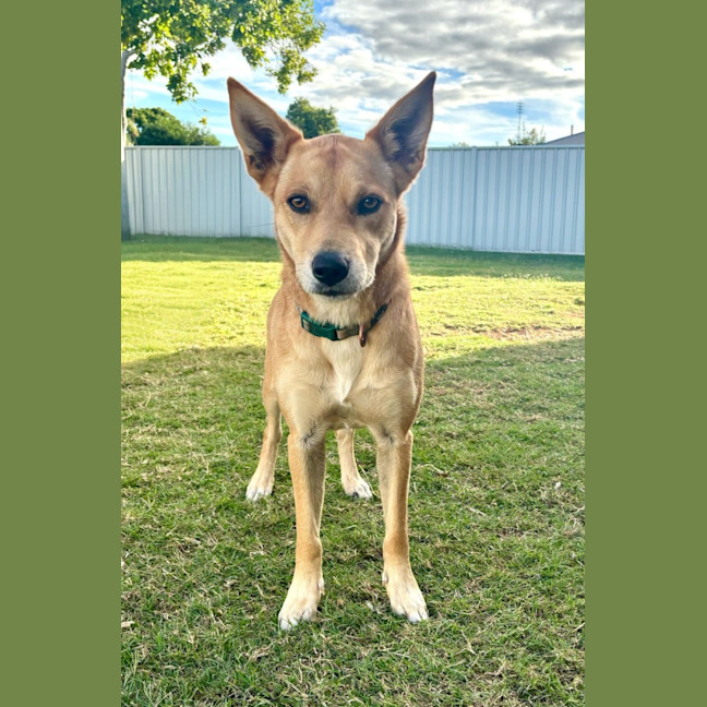Photo of Frankie