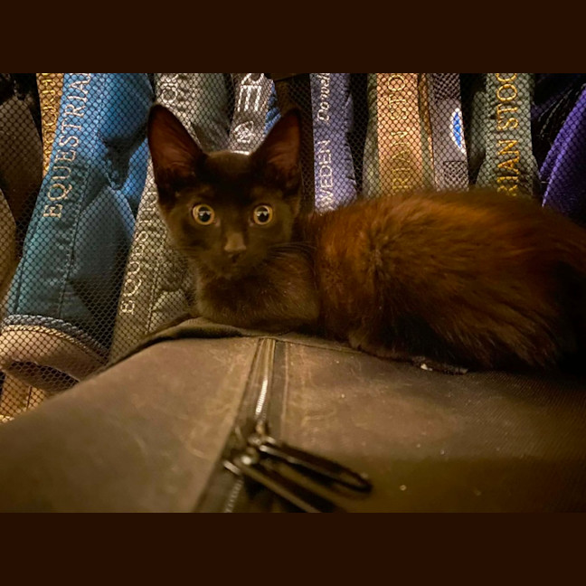 Photo of Coco 