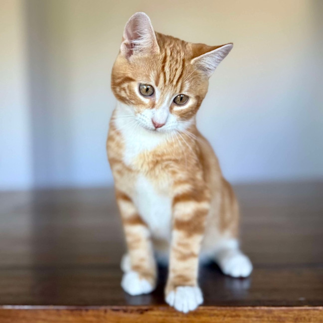 Photo of Monkey   Located In Templestowe