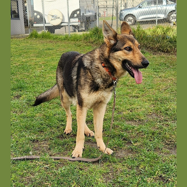 Photo of Wiley (63822)