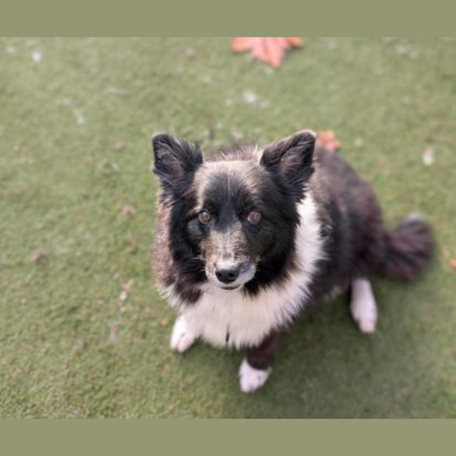 Photo of Jazz