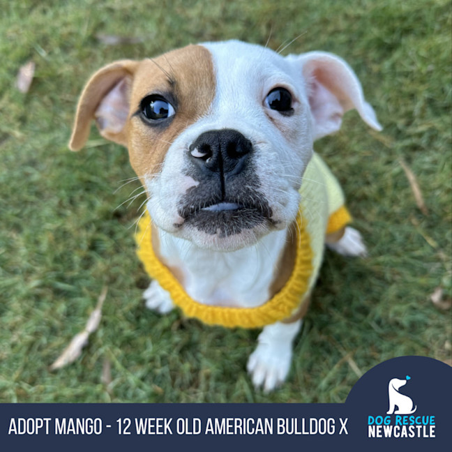 Photo of Mango   12 Week Old American Bulldog X