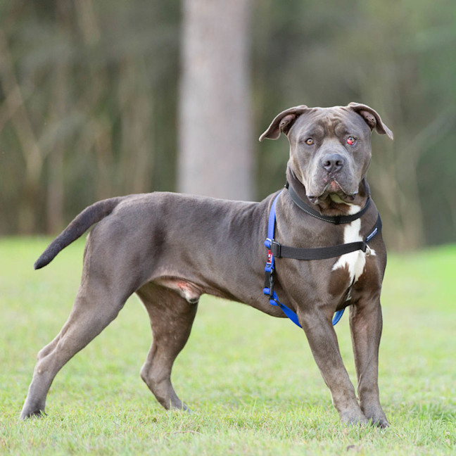 Photo of Rico