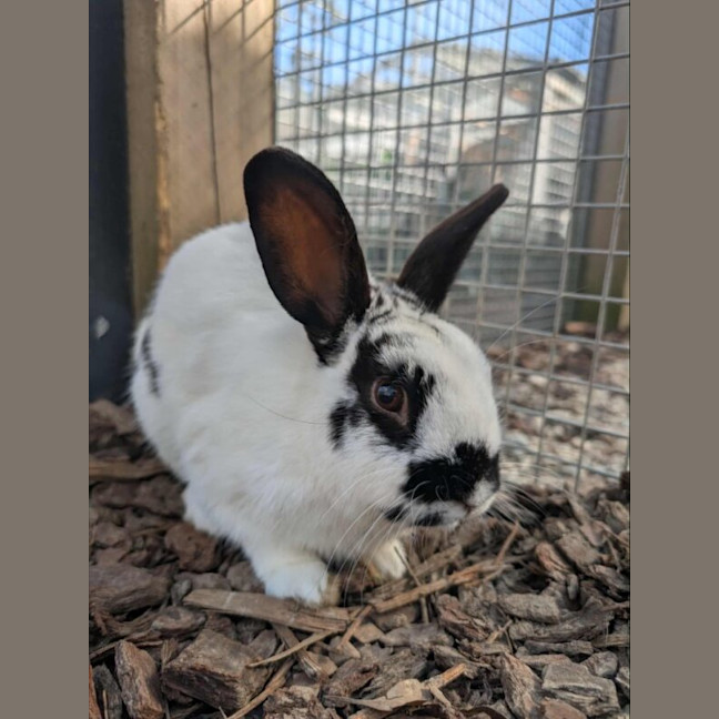 Photo of Mellow Man Ace