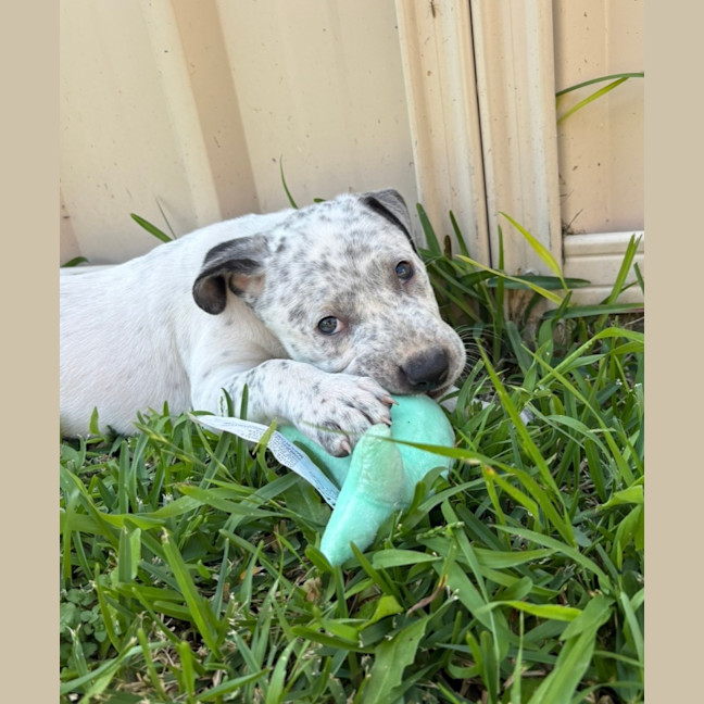 Photo of Bluey   9 Week Old Cattle Dog X