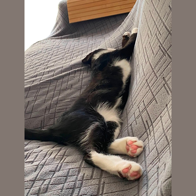 Photo of Fig