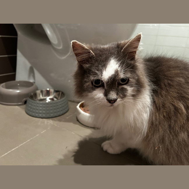 Photo of Bobo