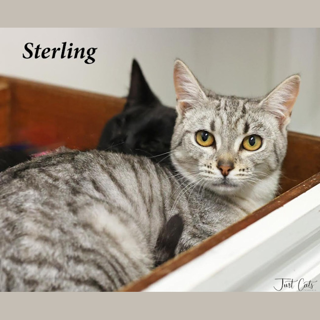 Photo of Sterling   Burnie