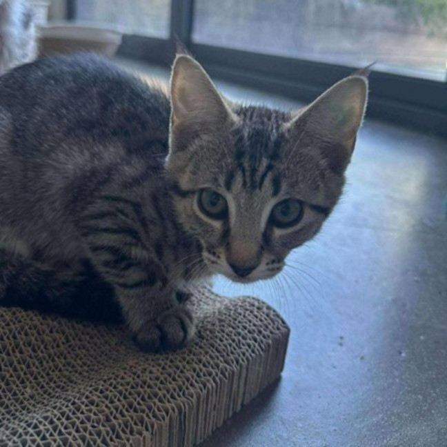 Photo of Waffles