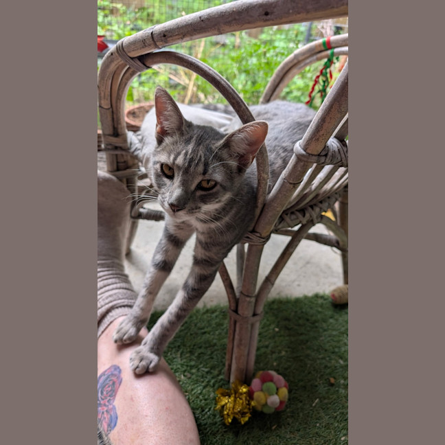 Photo of Wren