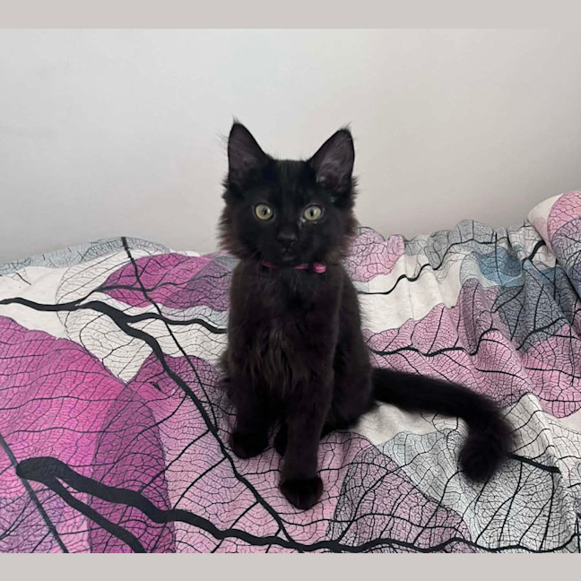 Photo of Lychee