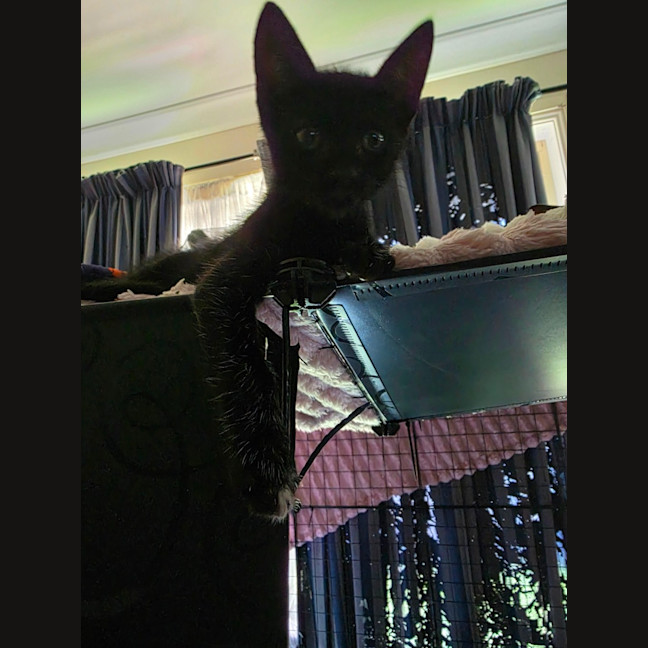 Photo of Dexter