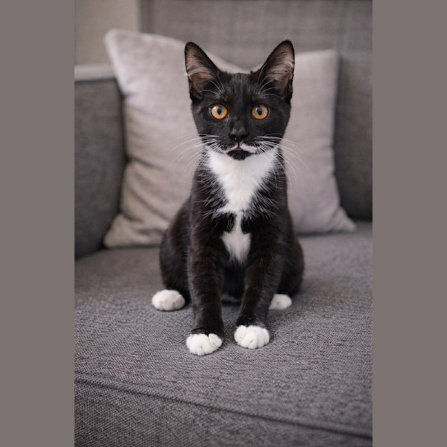Photo of Buttons