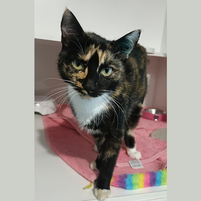 Photo of Honey