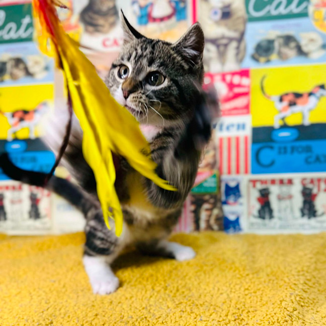 Photo of Sundae   Located In Preston 