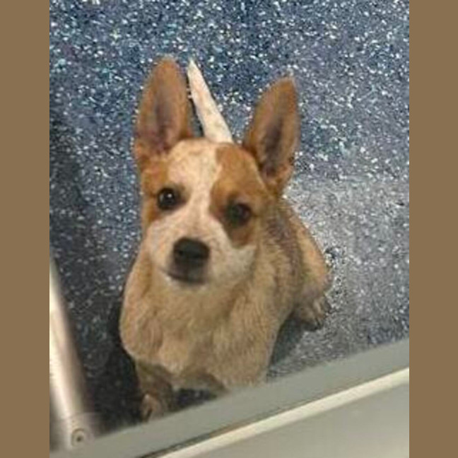 Photo of Dasher