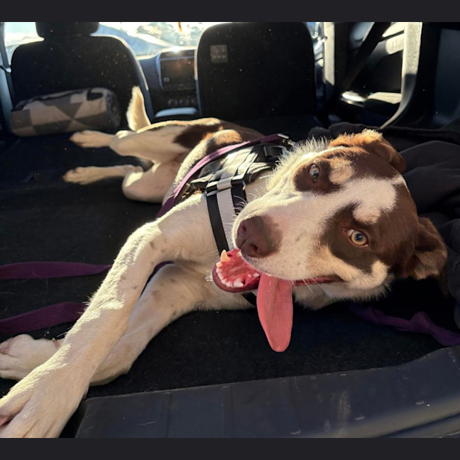 Photo of Rigby   11 Month Old Kelpie