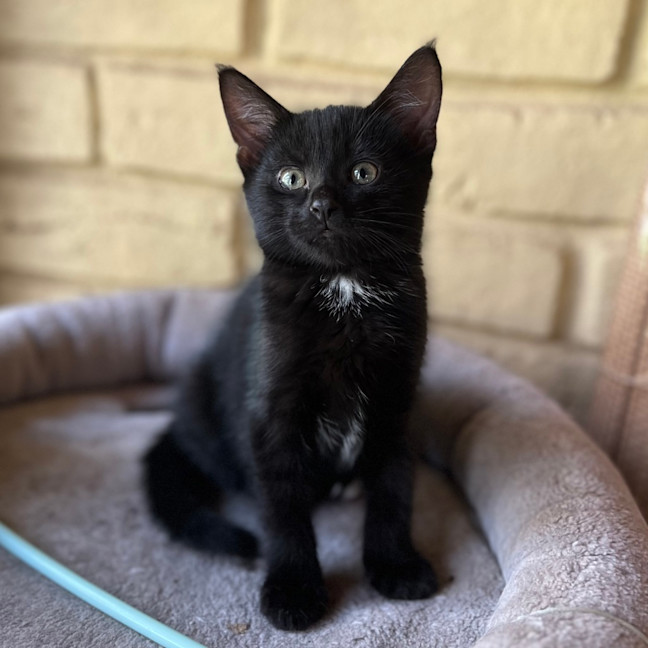 Photo of Purrlock Holmes