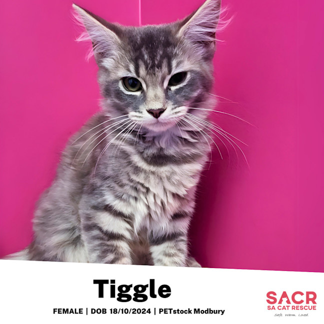 Photo of Tiggle