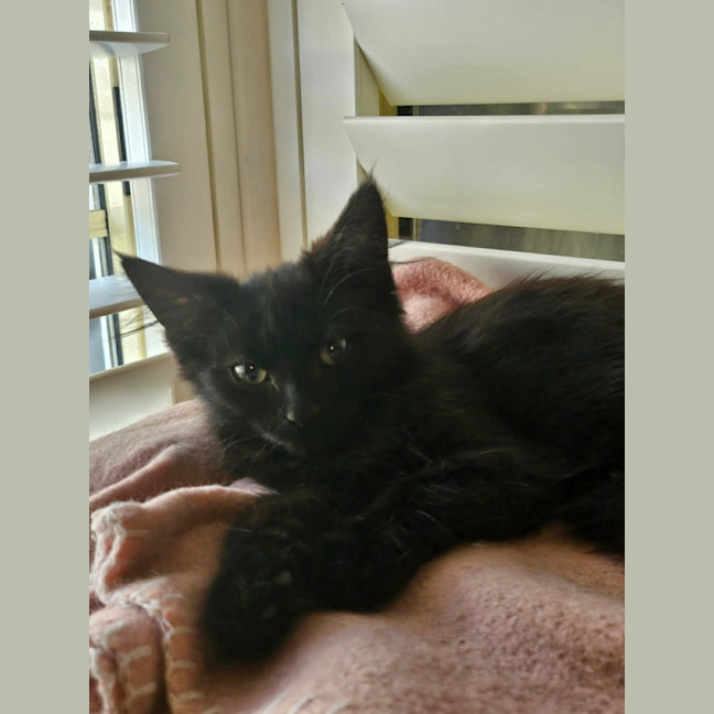 Photo of Ebony *9 Lives Project Rescue*