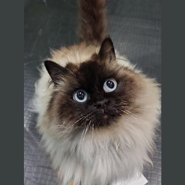 Photo of Ying