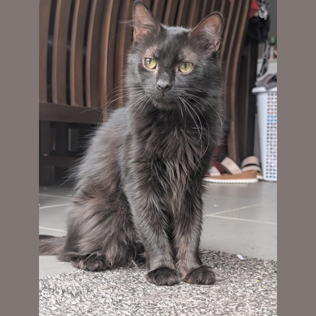 Photo of Sumi