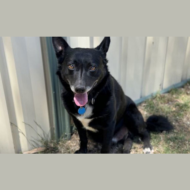 Photo of Rocco