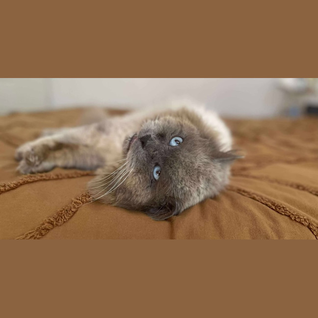 Photo of Sir Reginald Raggamuffin