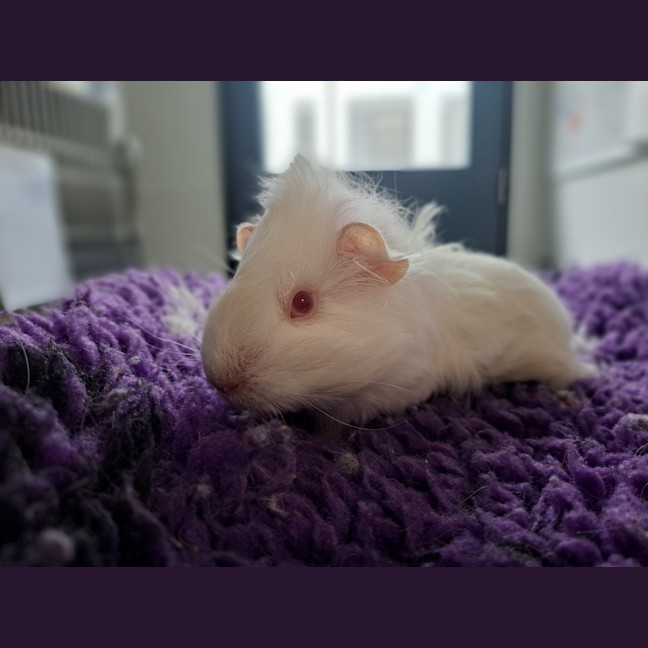 Photo of Bastian