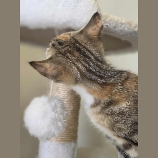 Photo of Toffee   In Foster Care In Healsville