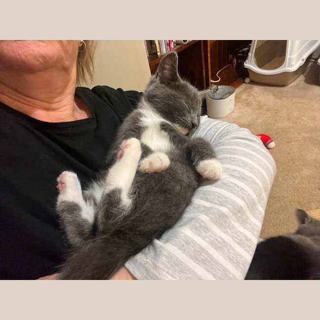 Photo of Dazzle **2nd Chance Cat Rescue **
