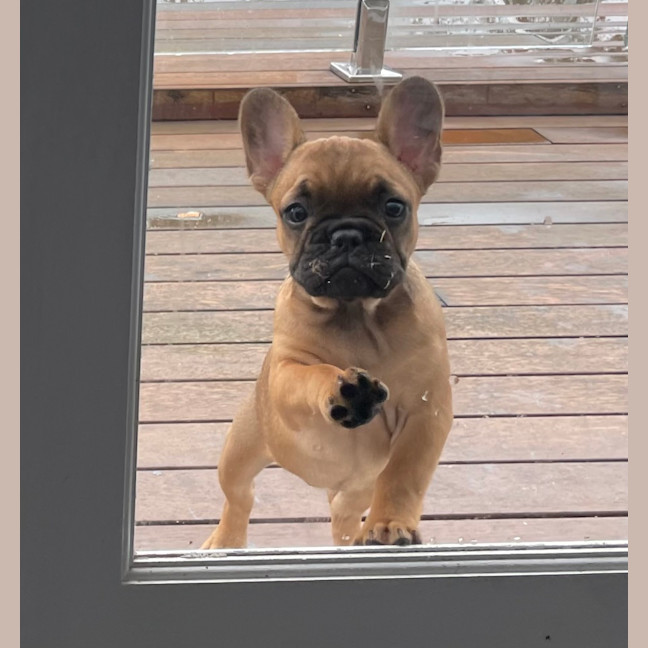 Photo of Penelope And Nala 