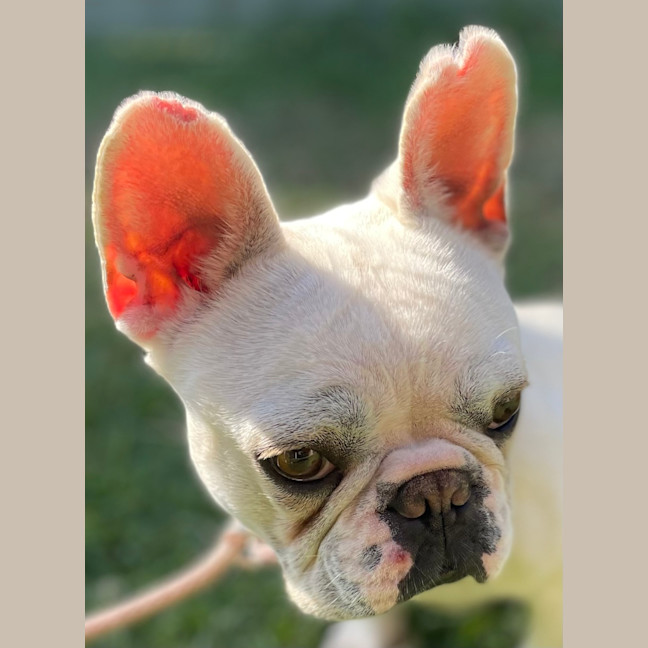 Photo of Millie 