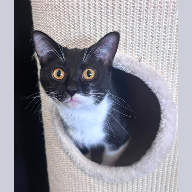 Photo of Sweetie Pie