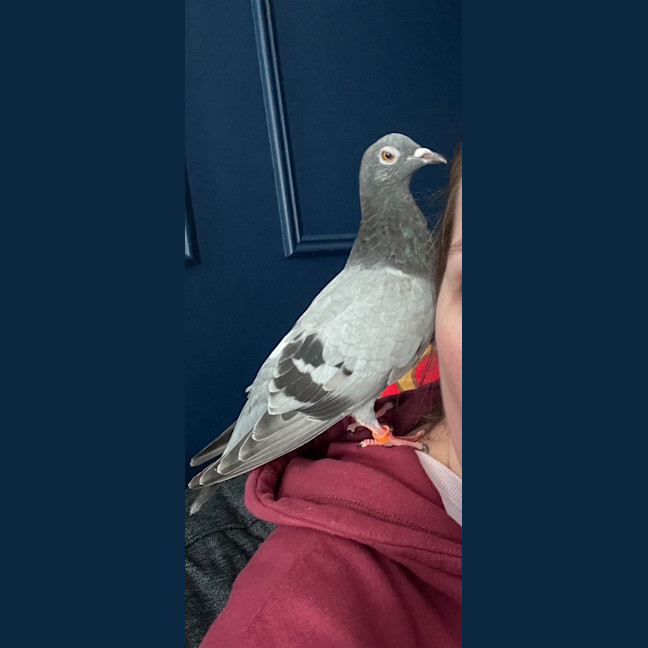 Photo of Lufi