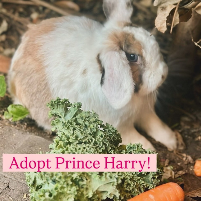 Photo of Prince Harry