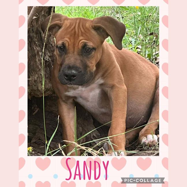 Photo of Sandy