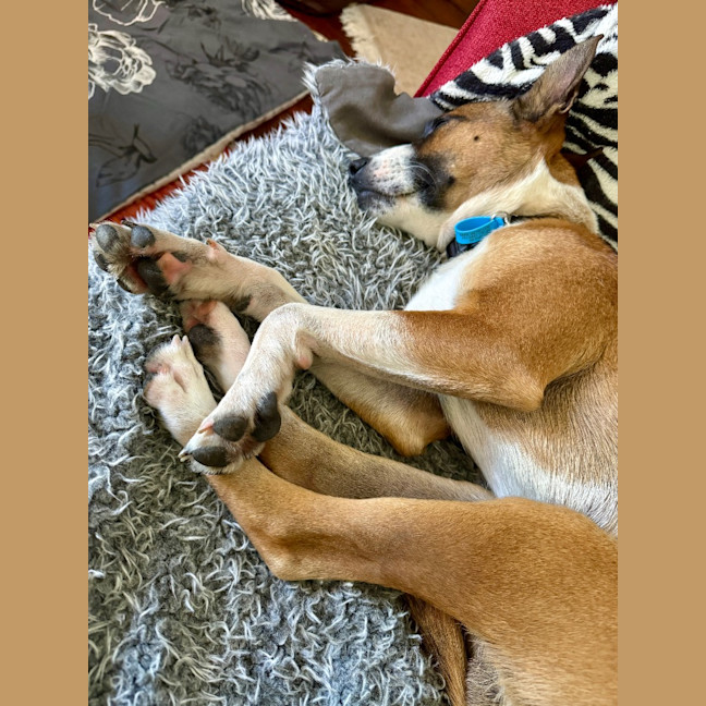 Photo of Baxter Biggles