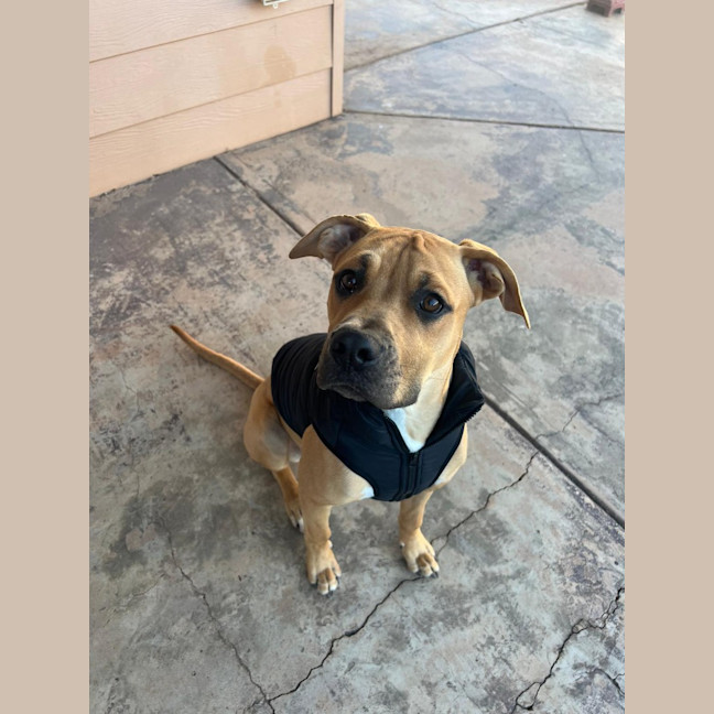 Photo of Kindle (Honey)