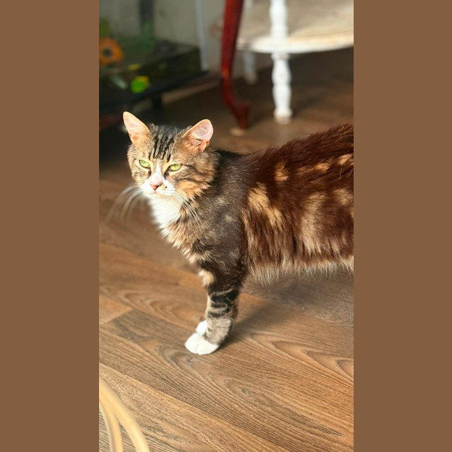 Photo of Luka *9 Lives  Project Rescue*