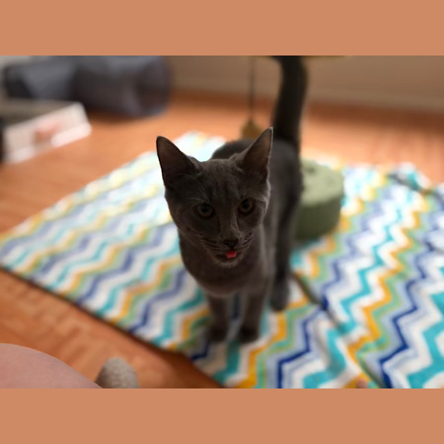 Photo of Rocket