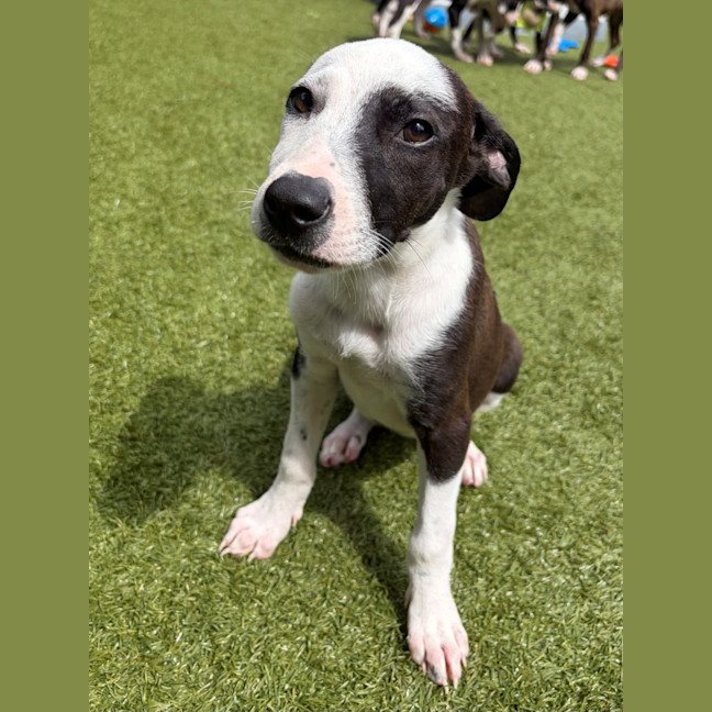 Photo of D1277 Penny