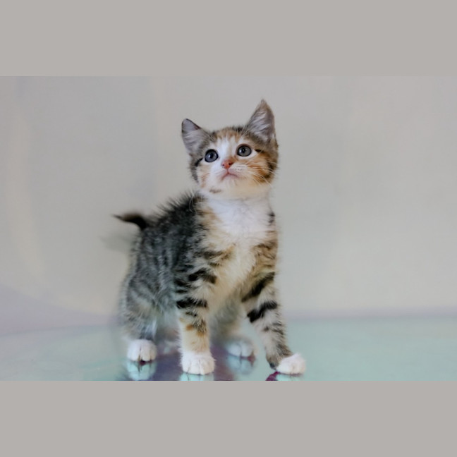 Photo of Skittles